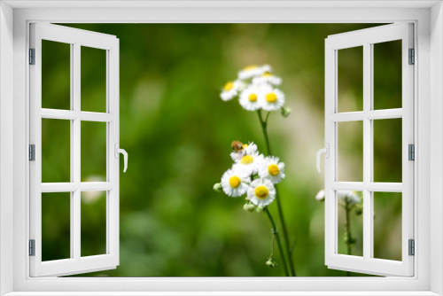 Fototapeta Naklejka Na Ścianę Okno 3D - ハルジョオンの花と蜂