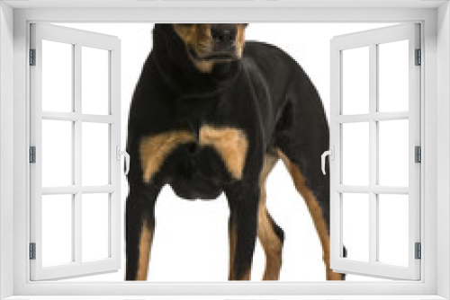 Fototapeta Naklejka Na Ścianę Okno 3D - Rottweiler, standing in front of white background