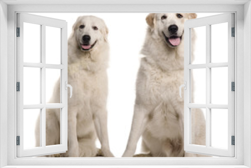 Fototapeta Naklejka Na Ścianę Okno 3D - Two Great Pyreness or Pyrenean Mountain Dogs, sitting