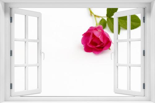 Fototapeta Naklejka Na Ścianę Okno 3D - A red rose on a white background