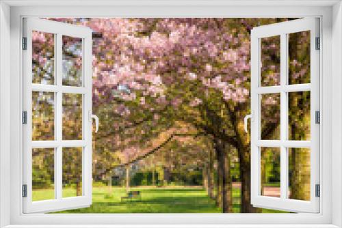 Fototapeta Naklejka Na Ścianę Okno 3D - Cherry tree blossom. Beautiful nature scene with blooming tree