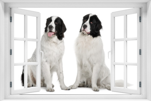 Fototapeta Naklejka Na Ścianę Okno 3D - Two Black and white Landseer dogs, sitting