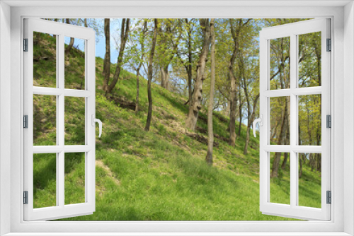Fototapeta Naklejka Na Ścianę Okno 3D - forest. trees. Spring
