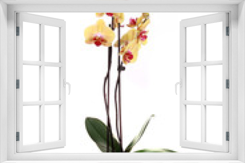 Fototapeta Naklejka Na Ścianę Okno 3D - Orchidee