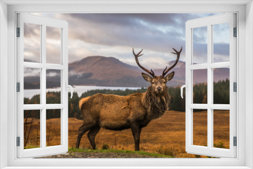 Fototapeta Naklejka Na Ścianę Okno 3D - Portrait of a free and wild Scottish stag, as captured in the Highlands