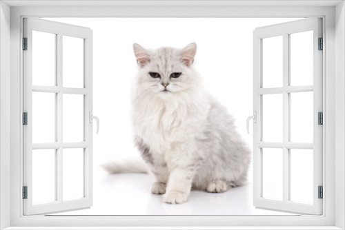 Fototapeta Naklejka Na Ścianę Okno 3D - Tabby cat lying and looking on white background