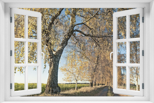 Fototapeta Naklejka Na Ścianę Okno 3D - Herbststimmung Baumalle