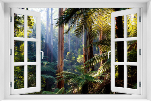 Fototapeta Naklejka Na Ścianę Okno 3D - Natife Australian rainforest - eucalyptus trees and ferns