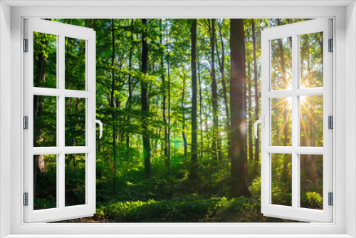 Fototapeta Naklejka Na Ścianę Okno 3D - Wald Laub Grün mit Sonne