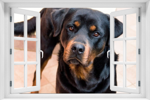 Fototapeta Naklejka Na Ścianę Okno 3D - Very pitiful dog eyes, black labrador, dog looking straight