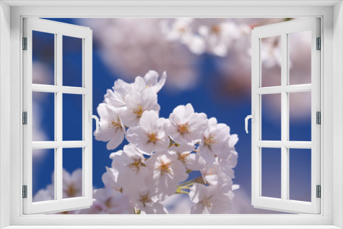 Fototapeta Naklejka Na Ścianę Okno 3D - 青空と桜の花
