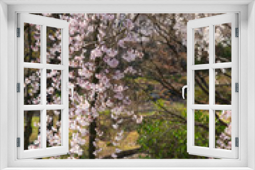 Fototapeta Naklejka Na Ścianę Okno 3D - 枝垂桜