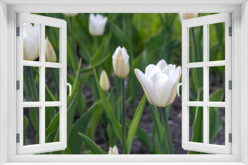 Fototapeta Naklejka Na Ścianę Okno 3D - Blooming white tulips Triumph Silver Dollar in spring city garden