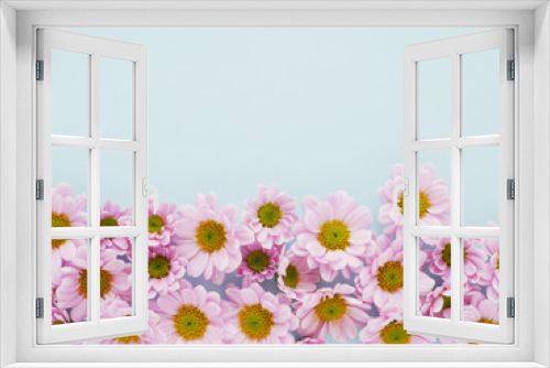 Fototapeta Naklejka Na Ścianę Okno 3D - Composition of pink chrysanthemum flowers on a blue  background, top view, creative flat layout.