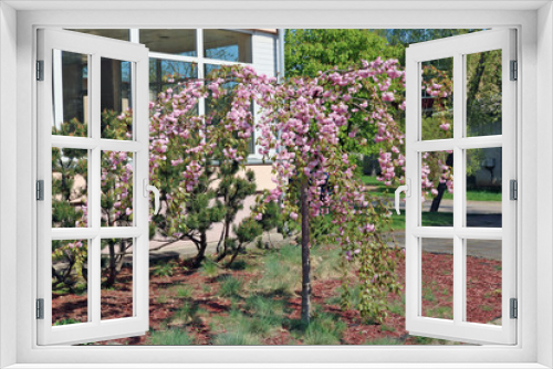 Fototapeta Naklejka Na Ścianę Okno 3D - The weeping cherry tree PRUNUS KIKU SHIDARE  blossoms in fluffy fragrant pink flowers