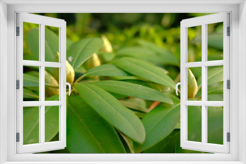 Fototapeta Naklejka Na Ścianę Okno 3D - Knospen des Rhododendron
