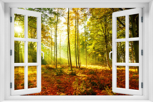 Fototapeta Naklejka Na Ścianę Okno 3D - Mischwald im Herbst mit Sonnenstrahlen im Morgennebel