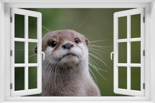 Fototapeta Naklejka Na Ścianę Okno 3D - Cute close up portrait of an Asian or Oriental small clawed otter (Aonyx cinerea) with out of focus background