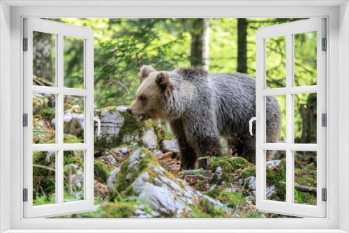 Fototapeta Naklejka Na Ścianę Okno 3D - Orso bruno (Ursus arctos) nella foresta della Slovenia
