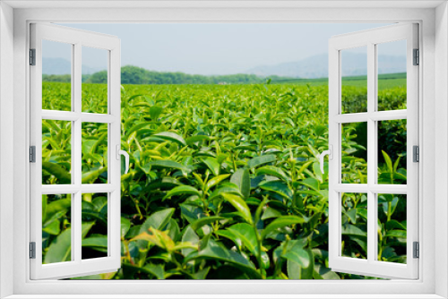 Fototapeta Naklejka Na Ścianę Okno 3D - Tea Plantation, Oolong tea farm, green landscape background, green leaf