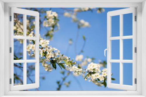 Fototapeta Naklejka Na Ścianę Okno 3D - Beautiful cherry blossoms . Nature background