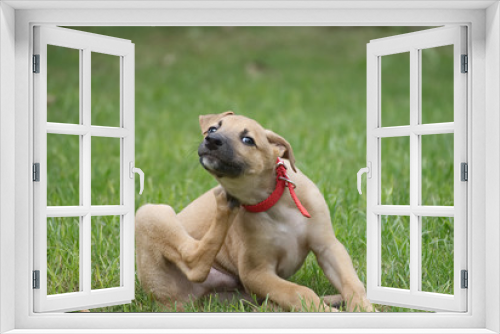 Fototapeta Naklejka Na Ścianę Okno 3D - Cute greyhound puppy playing in the garden in summer 