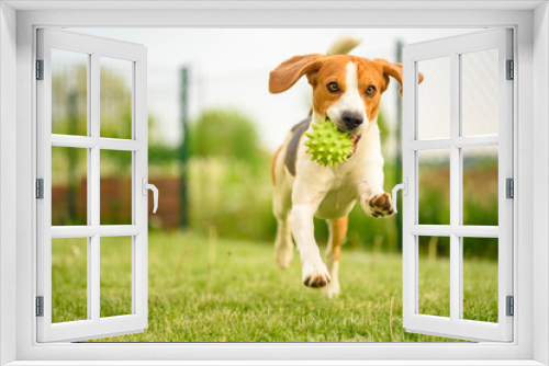 Fototapeta Naklejka Na Ścianę Okno 3D - Pet dog Beagle in a garden having fun outdoors