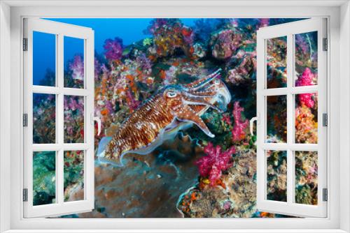 Fototapeta Naklejka Na Ścianę Okno 3D - A pair of mating Cuttlefish on a tropical coral reef