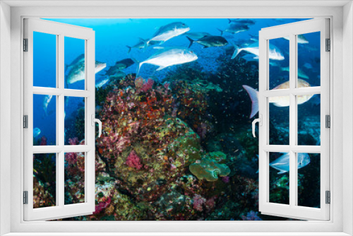 Fototapeta Naklejka Na Ścianę Okno 3D - Bluefin Trevally and Emperor hunting on a tropical coral reef