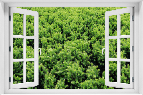 Fototapeta Naklejka Na Ścianę Okno 3D - Green background with coniferous shrubs.