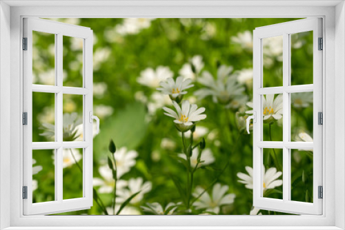 Fototapeta Naklejka Na Ścianę Okno 3D - White camomiles on a green spring field