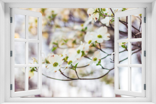 Fototapeta Naklejka Na Ścianę Okno 3D - White Dogwood tree or Cornus florida in full bloom against blue sky. Hanamizuki, Cornus florida, Flowering Dogwood