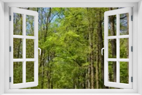 Fototapeta Naklejka Na Ścianę Okno 3D - Waldweg - Naturweg im Frühling