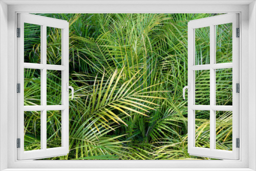 Fototapeta Naklejka Na Ścianę Okno 3D - Lush Jungle Tropical Palms Outdoor Texture Green Background