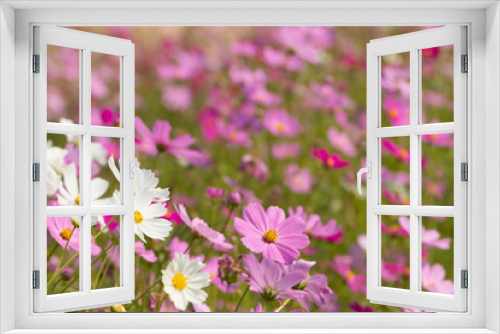 Fototapeta Naklejka Na Ścianę Okno 3D - Cosmos flower, beautiful cosmos flowers with color filters and noon day sun