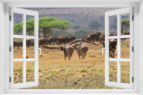 Fototapeta Naklejka Na Ścianę Okno 3D - Herf of african buffalo