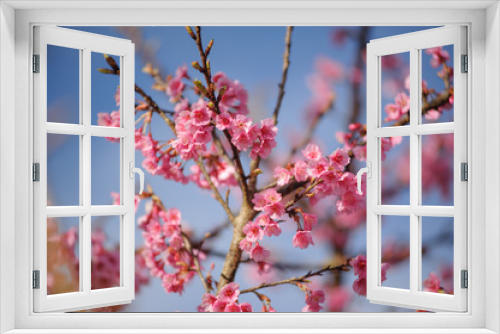 Fototapeta Naklejka Na Ścianę Okno 3D - beauty pink cherry blossom sakura branch against blue sky