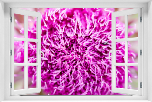 Fototapeta Naklejka Na Ścianę Okno 3D - Herbaceous Plants 