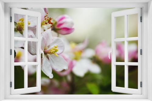Fototapeta Naklejka Na Ścianę Okno 3D - Pink delicate and fragrant apple blossoms in spring