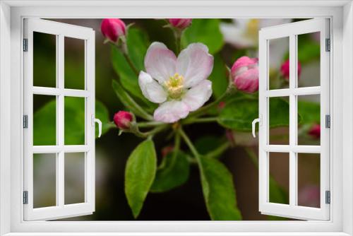 Fototapeta Naklejka Na Ścianę Okno 3D - Pink delicate and fragrant apple blossoms in spring