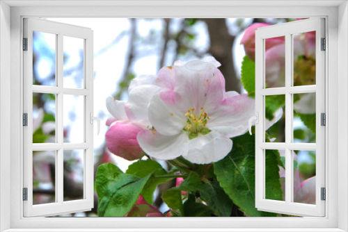 Fototapeta Naklejka Na Ścianę Okno 3D - Fleurs du Pommier