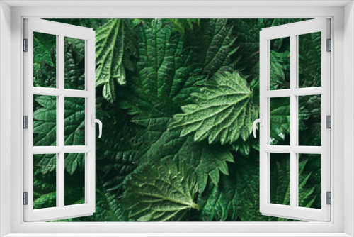 Fototapeta Naklejka Na Ścianę Okno 3D - stinging nettle background texture, top view, close up