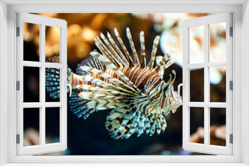Fototapeta Naklejka Na Ścianę Okno 3D - red lionfish (lat. Pterois volitans)