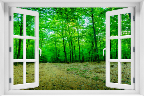 Fototapeta Naklejka Na Ścianę Okno 3D - Wald Wanderung - Germany