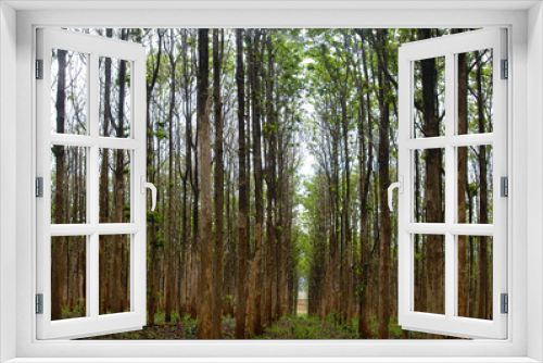 Fototapeta Naklejka Na Ścianę Okno 3D - forest texture background
