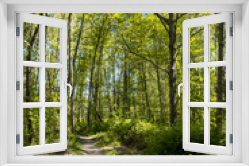 Fototapeta Naklejka Na Ścianę Okno 3D - narrow trail inside forest under the sun surrounded by green trees