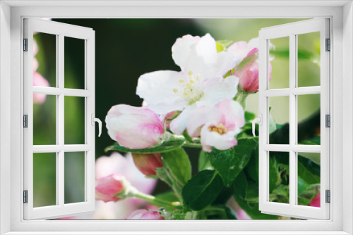 Fototapeta Naklejka Na Ścianę Okno 3D - Apfelbaumblüten mit Regen