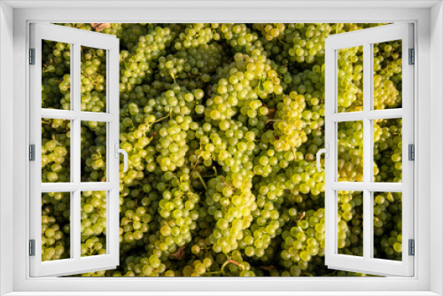 Fototapeta Naklejka Na Ścianę Okno 3D - Chardonnay Grape Harvesting