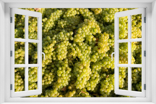Fototapeta Naklejka Na Ścianę Okno 3D - Chardonnay Grape Harvesting