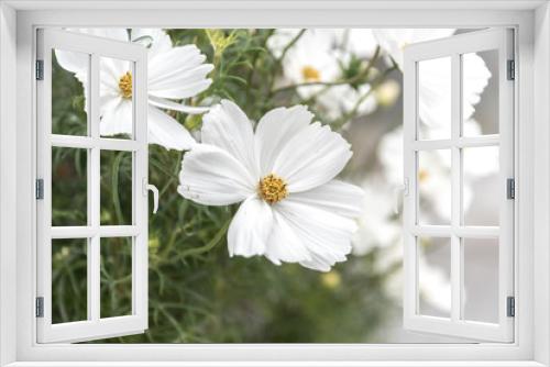 Fototapeta Naklejka Na Ścianę Okno 3D - White flowers in planters